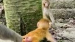 Про маму обезьянки