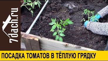 Посадка томатов в теплую грядку - 7 дач