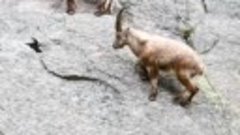 Горные козы, задорно гуляющие по обрывистым скалам.