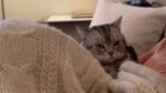 Видео от Тайная жизнь вашего кота (1)