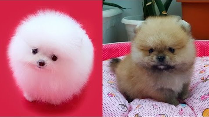 Покажи фото щенка шпица Покажи фото щенка шпица