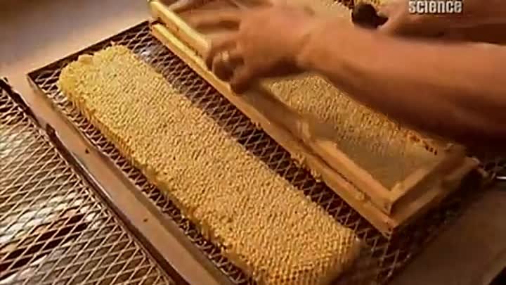 Занимательно  о  мёде