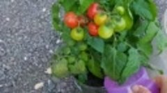 Подкормка контейнерных томатов