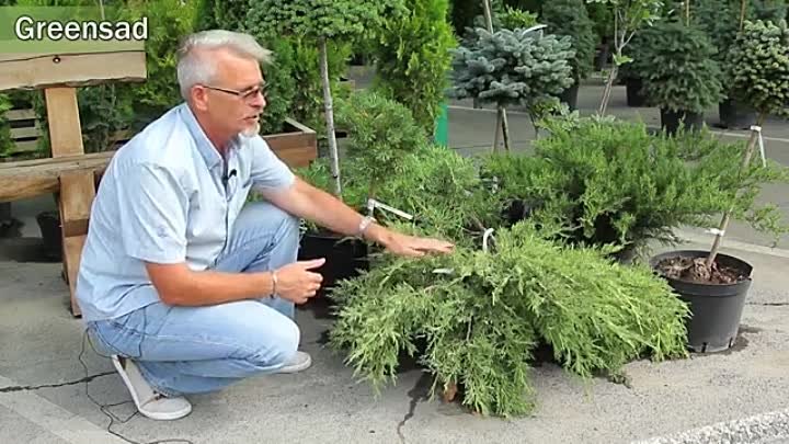 Как подстричь можжевельник обыкновенный фото Как подстричь можжевельник обыкновенный фото