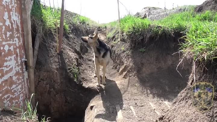 Щенки на передовой