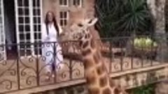Просто жираф заглянул в гости)))😍