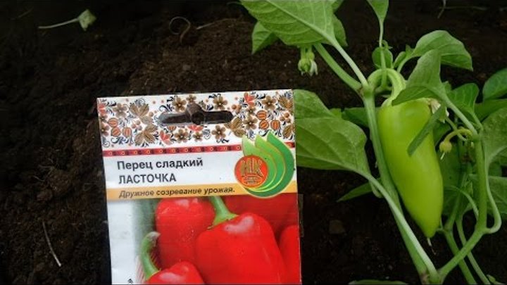 Перец сластена описание сорта фото отзывы Перец сластена описание сорта фото отзывы