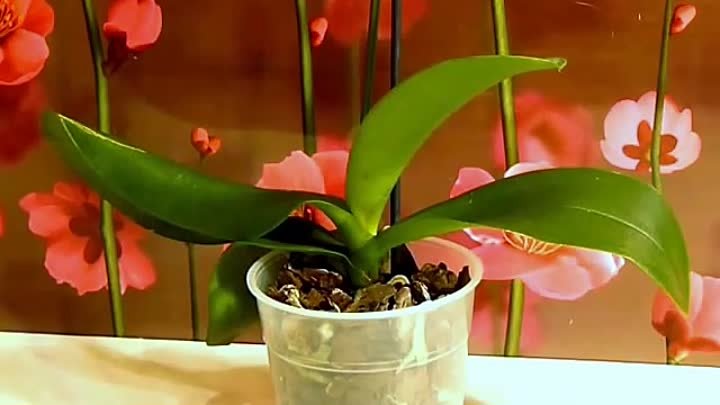 Как пересадить орхидею фаленопсис (Falenopsis) во время цветения