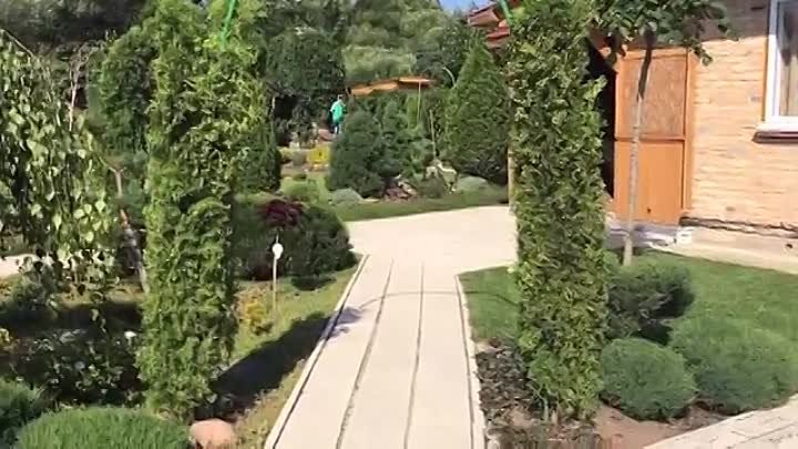 Арка из туй фото Арка из туй фото