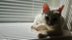 Cat Cleaning Itself By The Window · Free Stock Video-Pexels ...