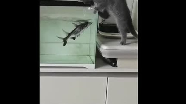 Чуть не покусали котика!🙀🐋