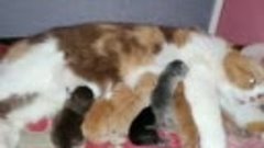 Кошка после родов 