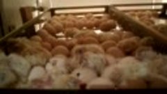 Бройлерные цыплята( наш первый опыт)