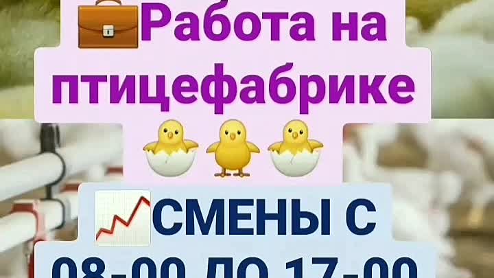 video5195197960274583917