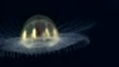 Космическая медуза