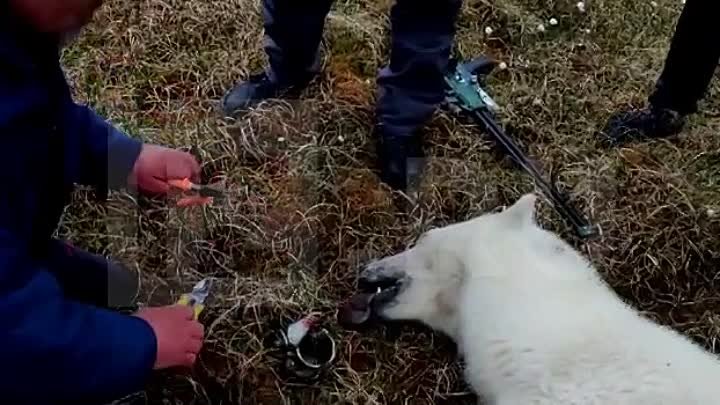 Спасение медведицы в Заполярье. Банка из-под сгущёнки извлечена 22.0 ...