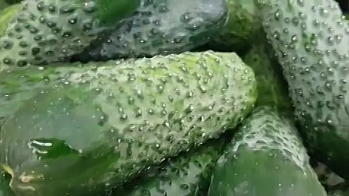 Огурцы форсаж фото Огурцы форсаж фото