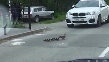 Утята переходят дорогу в Салехарде