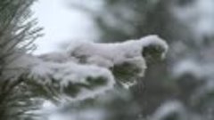 Колючий снег Сергей Одинцов