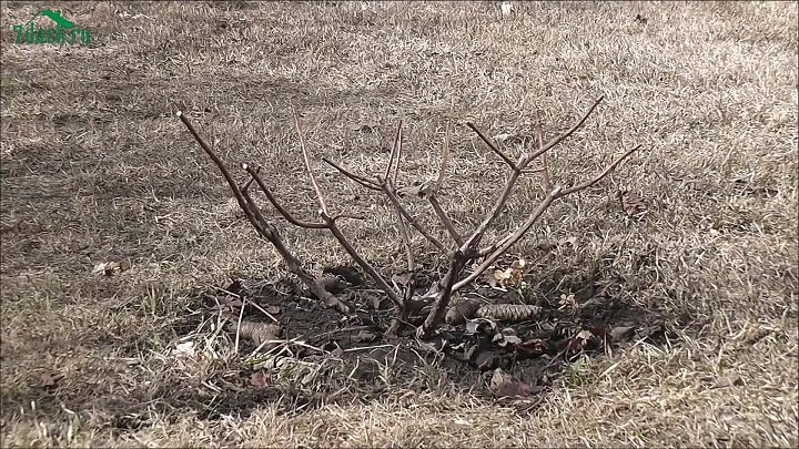 Метельчатая гортензия обрезка на пень фото Метельчатая гортензия обрезка на пень фото