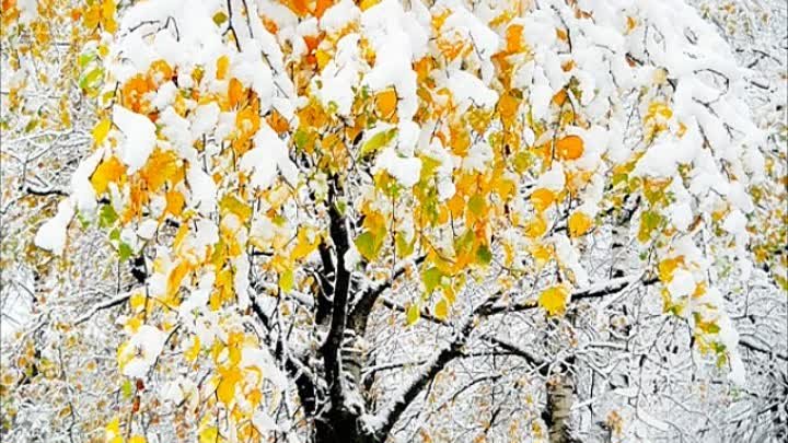 Заметает листья снег!!! (Кавер) - Александр Котик.