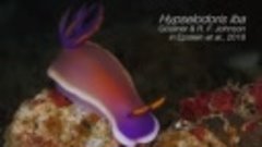 Hypselodoris — это род разноцветных морских слизней