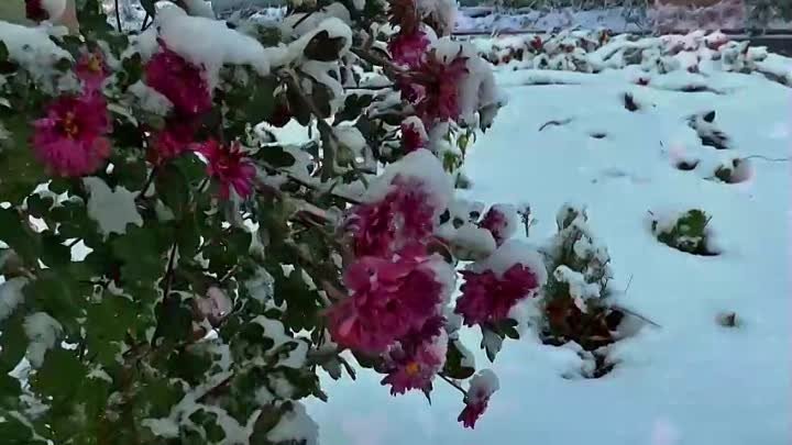 "Роза на снегу". Елена Бажанова.