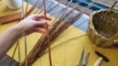 Плетение корзинки из живой лозы. Часть 1 - выбор лозы и плет...