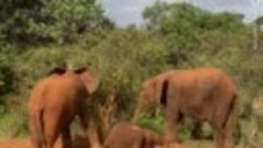 Lenta.ru - Молодая пара слонов решила заботиться о брошенном...