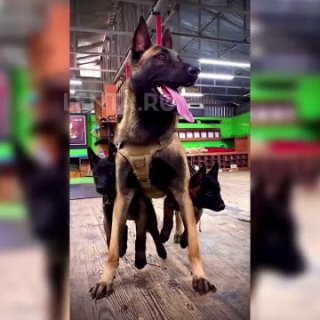 Lenta.ru - Cлужебная собака взяла с собой на работу своих деток