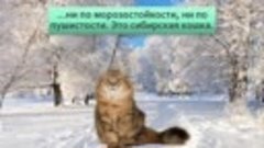 Сибирская кошка: Наш ответ мейн-куну. Русский вариант морозо...
