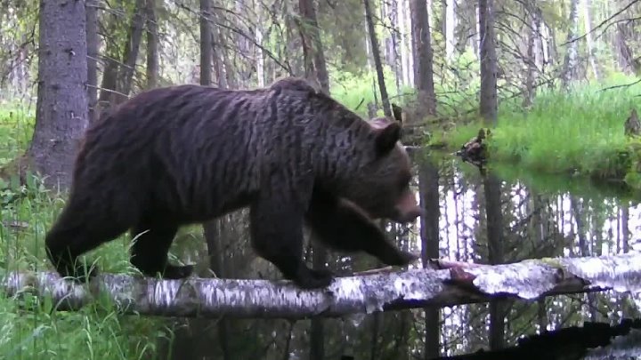 Медведь ленинградский просп 38 фото Медведь ленинградский просп 38 фото