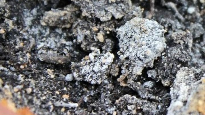 Белый налет фото Белый налет фото