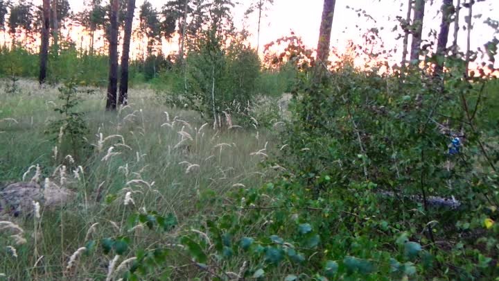 Тёплый вечер в лесочке. Золотой цвет солнышка на закате. Хорошо и сп ...