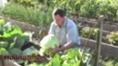 Выращивание ранней капусты