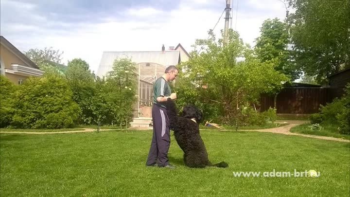 Большой веселый РЧТ  * Сheerful BRT Big Dog