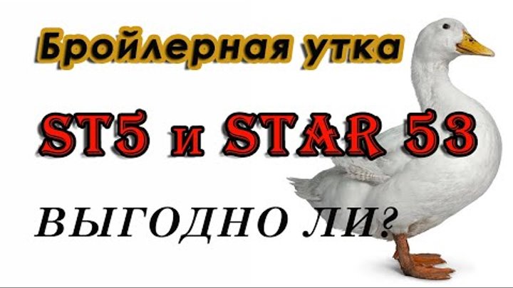 БРОЙЛЕРНАЯ УТКА ST5 И STAR 53, выгодно или нет.  Принимаю заявки на  ...