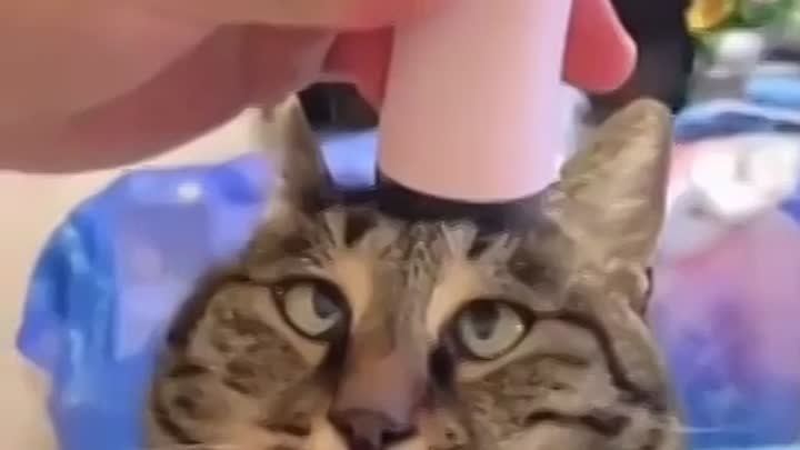 Кошачий массаж
