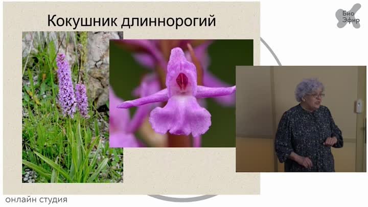 День энтомолога. Лекция «Зачем Чарльзу Дарвину орхидеи»