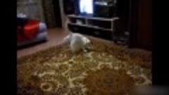 TOP Funny Cat and Dog Dancing and Singing in the World - Mkl...
