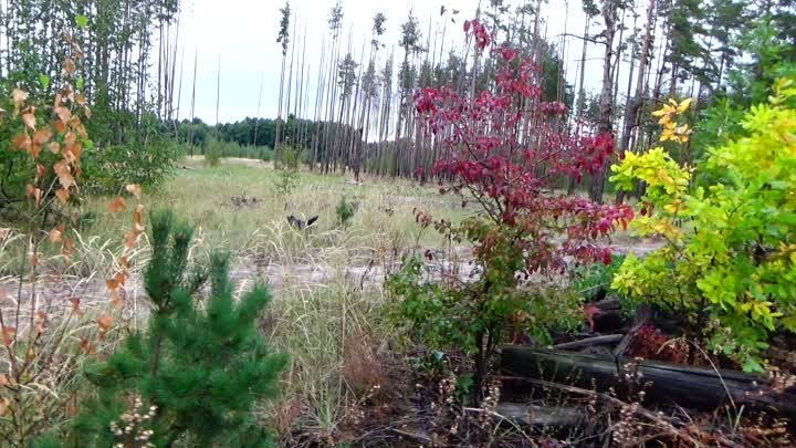 Спокойное состояние природы передаётся на прогулке и нам. Лесочек и  ...