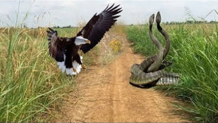 eagle vs snake real fight mongoose