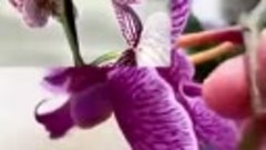 Обрезка цветоносов орхидеи фаленопсис