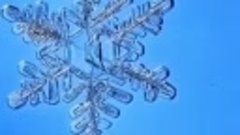 Снежинка из капли воды под микроскопом