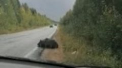 Медведь на трассе Сыктывкар-Ухта.Коми.3.