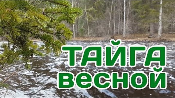 Весенняя рыбалка на таежной реке.