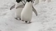 Марш пингвинов