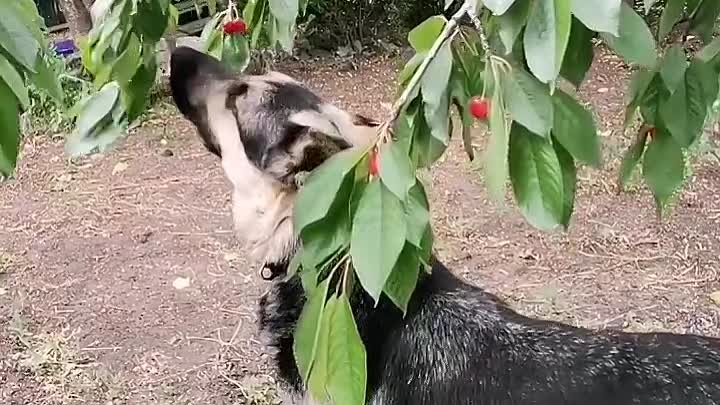 Покровск! 🆘Пропала собака🆘 Кличка - "Дар". 
Если кто-то  ...