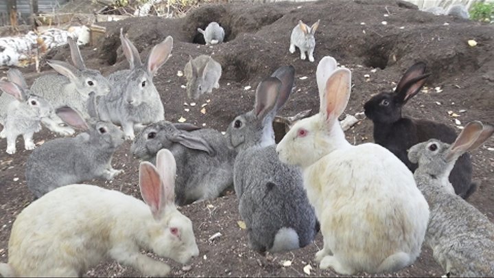 Банда кроликов ☭ Кролики Разведение