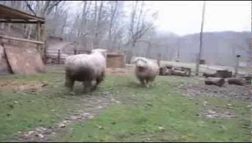 Баран и собака (Sheep vs dog)